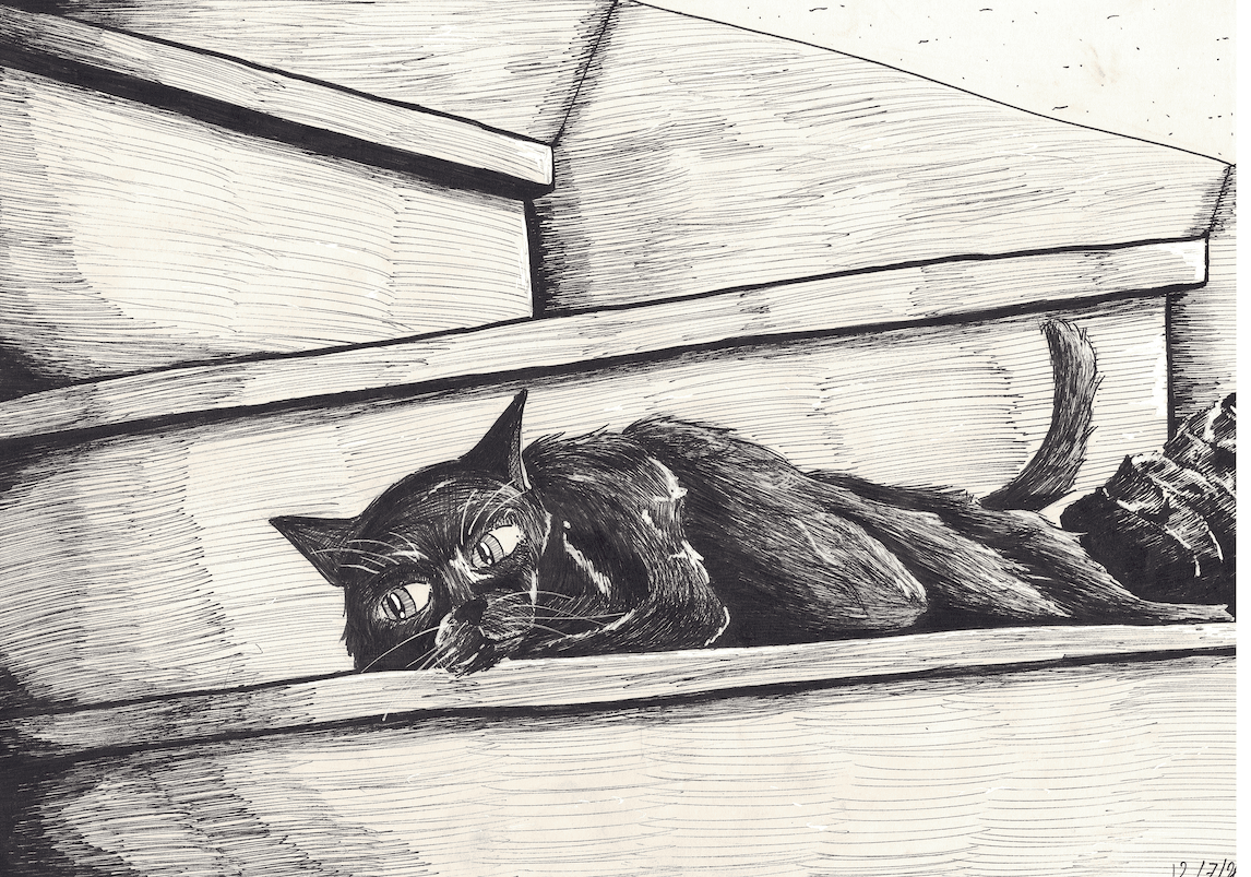 The Cat